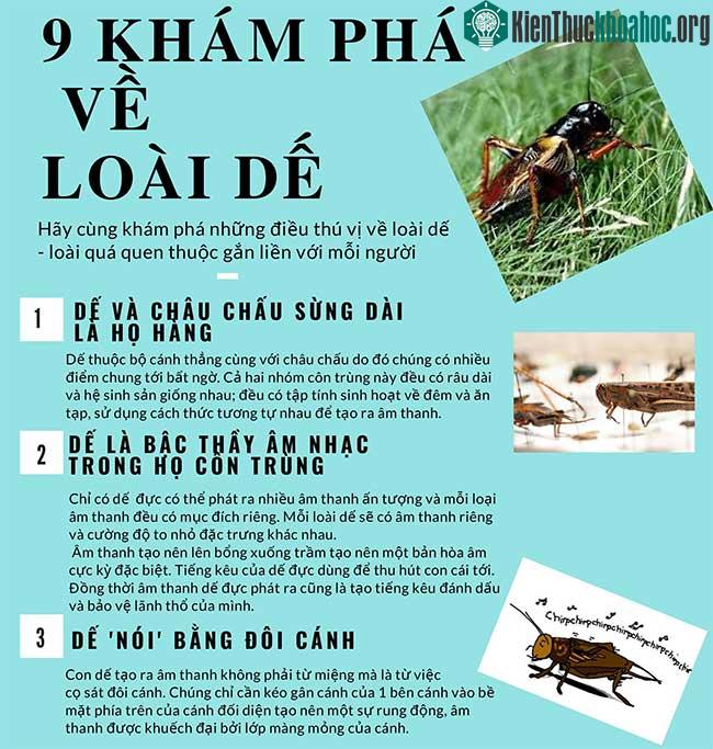 9 khám phá mới về loài dế có thể bạn chưa biết ảnh 0