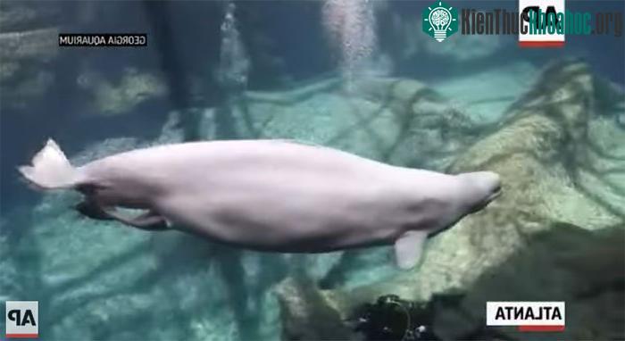 Chú cá voi con nặng tới 175 pound khi sinh (tương đương gần 80kg).