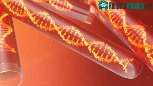 Bộ gene này có niên đại lâu hơn 10 năm so với bất kỳ khám phá nào có thể so sánh được.