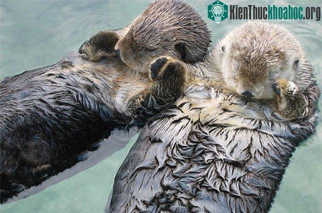 Rái cá nắm tay nhau khi ngủ.