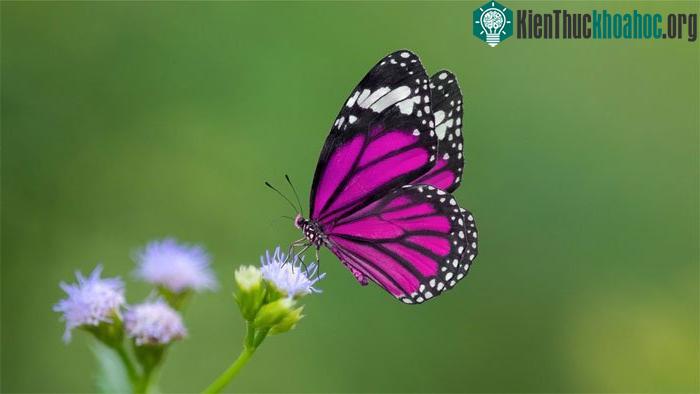 Bướm không dùng lưỡi mà dùng chân để nếm thức ăn.