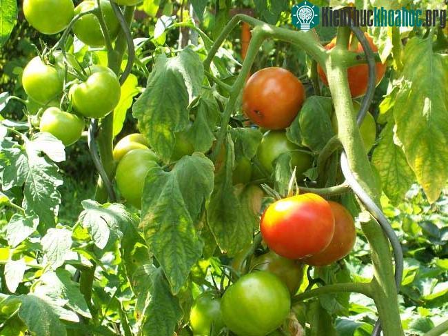 Những chất độc từ thức ăn thực vật ảnh 0