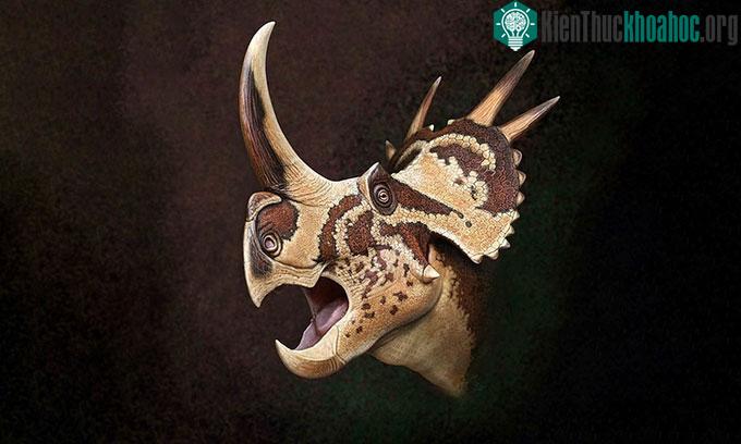 Phần đầu có cấu trúc phức tạp của loài Stellasaurus ancellae.