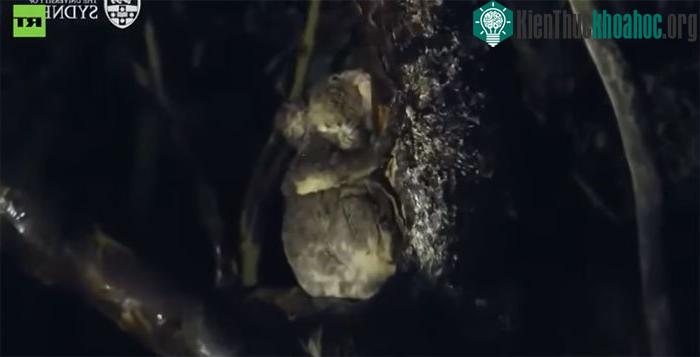 Hình ảnh koala uống nước từ cây do các nhà khoa học Australia ghi lại.