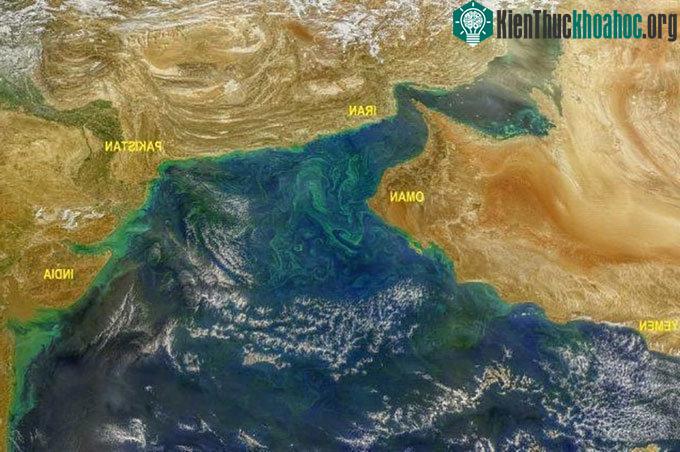 Tảo độc (màu xanh lục) phát triển mạnh trên biển Arab nhìn từ không gian.