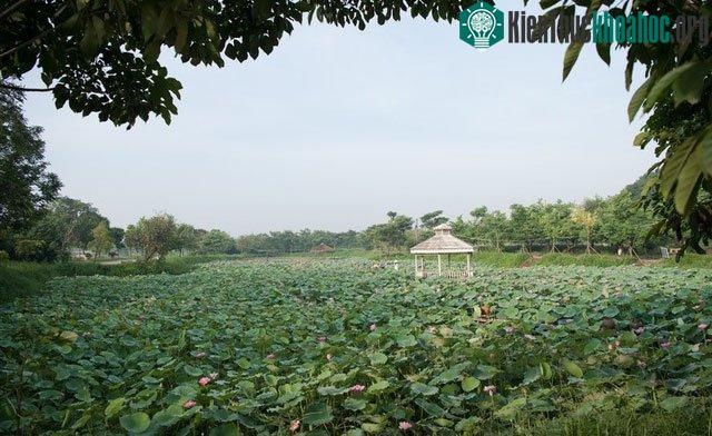 Trải dài khắp dải đất hình chữ S, hoa sen là biểu tượng cho sự thanh tao, cao quý của người dân Việt Nam.