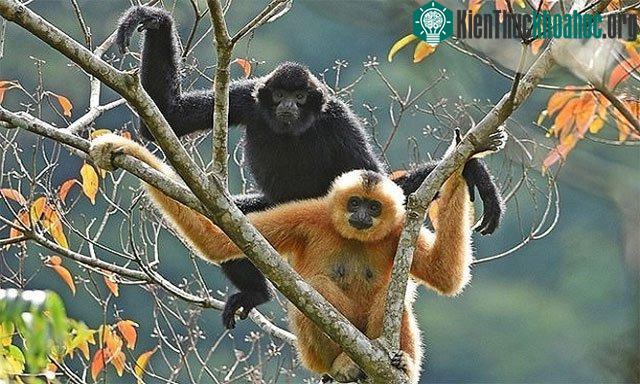 Đôi vượn sẽ giúp số lượng vượn Hải Nam tiếp tục tăng lên.