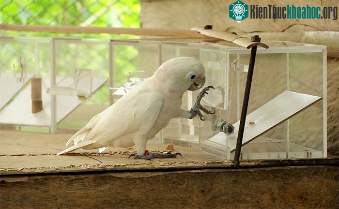 Chú vẹt nhà thực hiện thử thách để lấy thức ăn