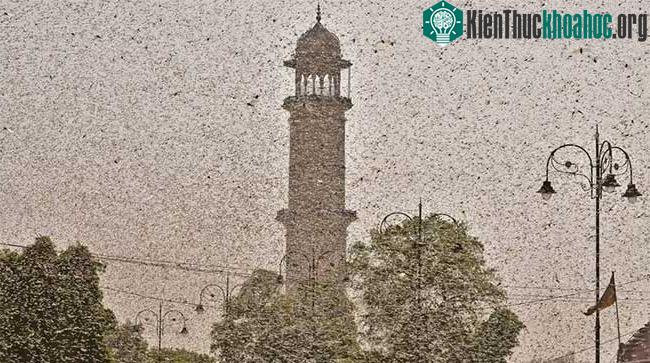 Những đàn châu chấu đông nghẹt ở Jaipur, Rajasthan đầu tuần này