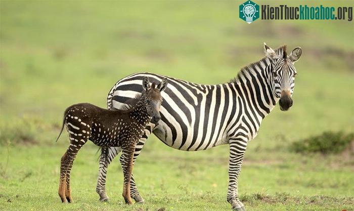 Bất ngờ với chú ngựa vằn đốm đầu tiên trên thế giới ảnh 0
