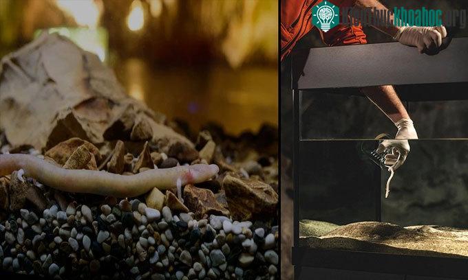 Manh giông non được trưng bày trong bể kính tại hang Postojna