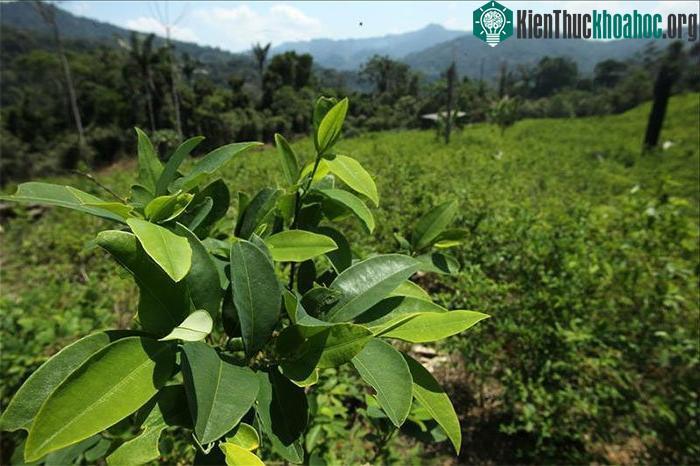 Lá coca có giá trị lớn trong đời sống hàng ngày cũng như trong tôn giáo của người Inca.