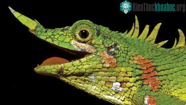 Loài thằn lằn Harpesaurus modiglianii vô cùng đặc biệt với sừng mọc ra từ mũi.