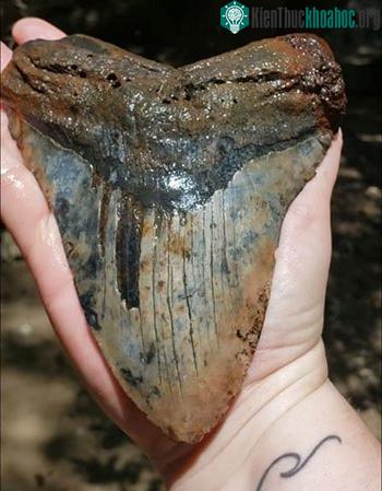Răng cá mập megalodon to bằng bàn tay. (Ảnh: Jessica Rose-Standafer Owens).