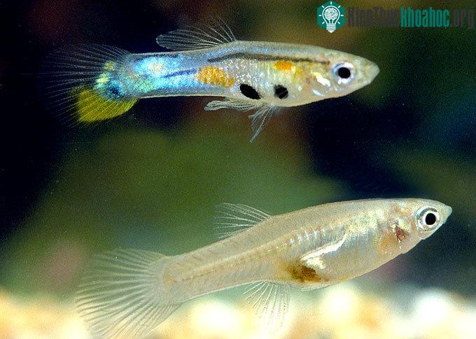 Một cặp cá cầu vồng (con đực bên trên).