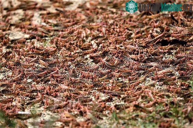 Châu chấu bâu kín mặt đất ở Kenya, cuối năm 2019.