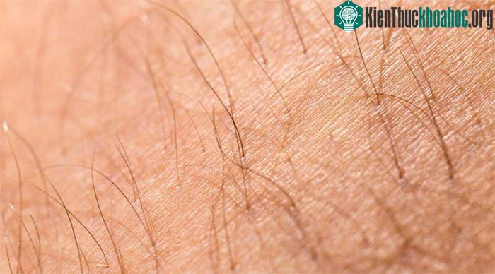 Da giữ cho chúng ta ấm áp, cho phép chúng ta đổ mồ hôi và hạ nhiệt.