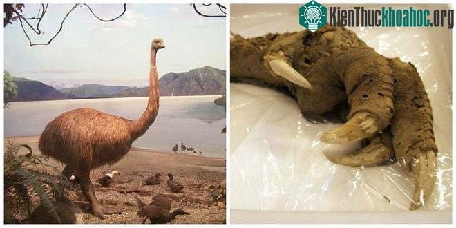 Xác ướp chim khổng lồ