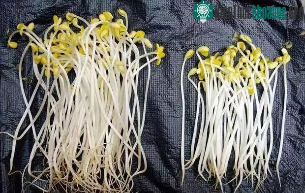 Giá đỗ có chứa chất phụ gia thì mầm sẽ phát triển nhanh, rễ ít.