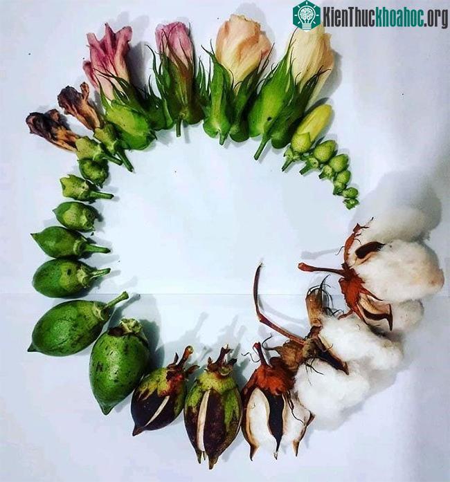 Vòng đời của quả bông