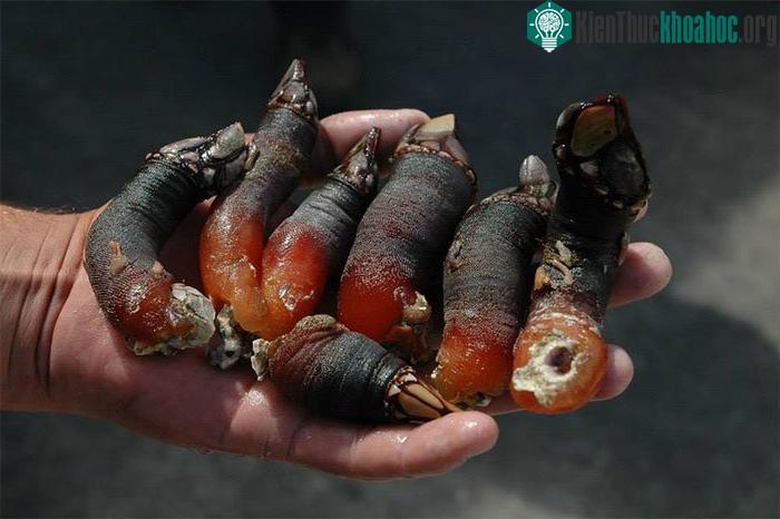 Hà ngỗng