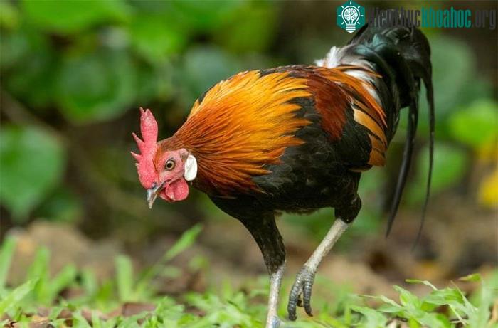 Một phân loài của gà rừng đỏ (Gallus gallus spadiceus)