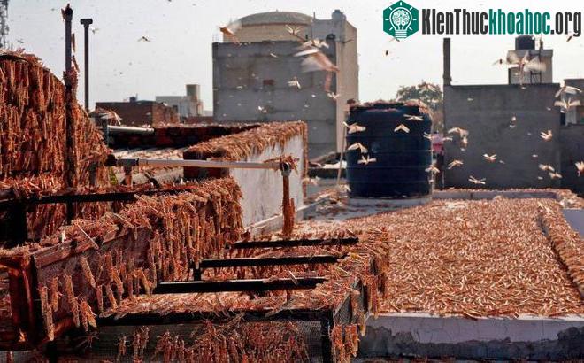 Nếu không ngăn chặn, thì hàng triệu người ở ít nhất 23 quốc gia rơi vào tình trạng thiếu ăn vào cuối năm nay.