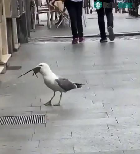 Mòng biển không gặp khó khăn dù con chuột khá to.