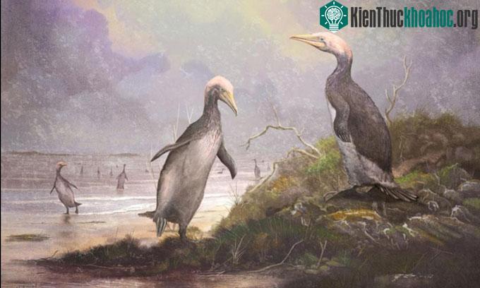 Hình ảnh phục dựng một loài Plotopteridae.