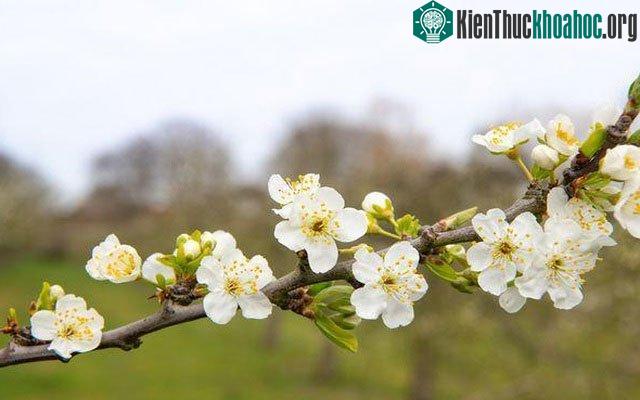 Hóa thạch 400 triệu năm tuổi được cho là chìa khóa tiến hóa của thực vật ảnh 1