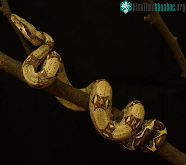 Một phần cơ thể rắn sẽ được giữ cố định trong khi các phần khác của cơ thể sẽ giãn ra về phía trước