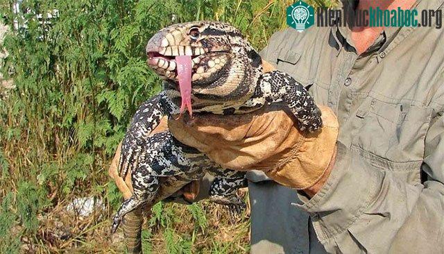 Thằn lằn Tegu rất phàm ăn.