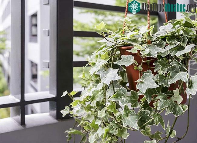 Cây có tác dụng lọc không khí rất tốt.