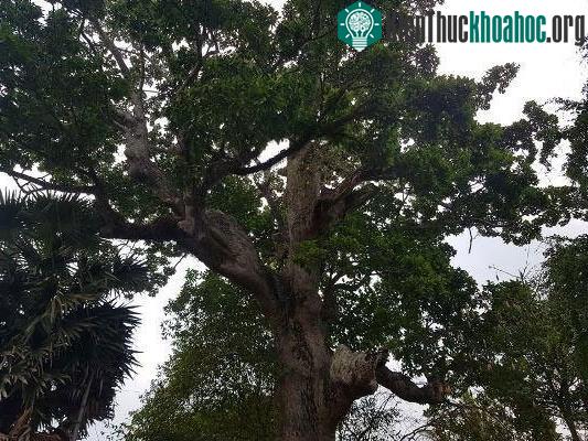 Chiều cao của cụ dầu rái tính từ mặt đất đến ngọn khoảng 25 mét