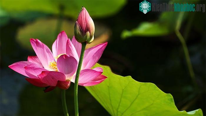 Hoa sen còn là quốc hoa của Việt Nam.