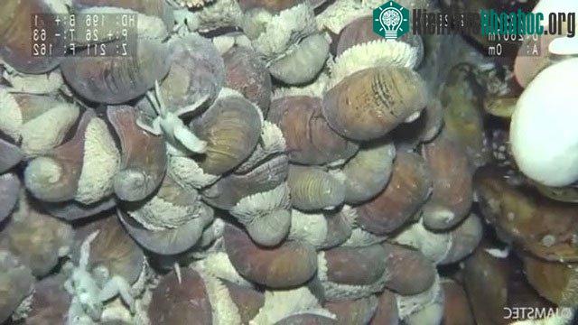 Những con ốc có thể sống trong môi trường nước cực nóng