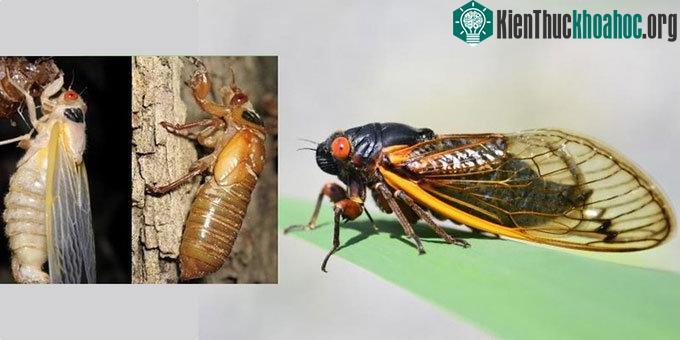 Hàng triệu con ve sầu sắp trỗi dậy sau 17 năm dưới lòng đất ảnh 1