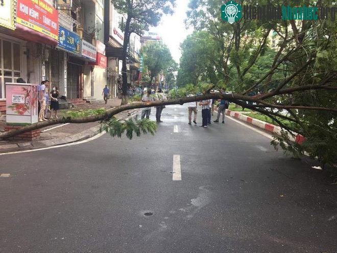Trong các cơn bão, xà cừ hay phượng là những loại cây dễ gãy đổ hơn cả.