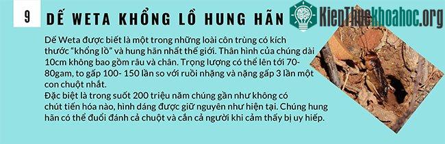 9 khám phá mới về loài dế có thể bạn chưa biết ảnh 1