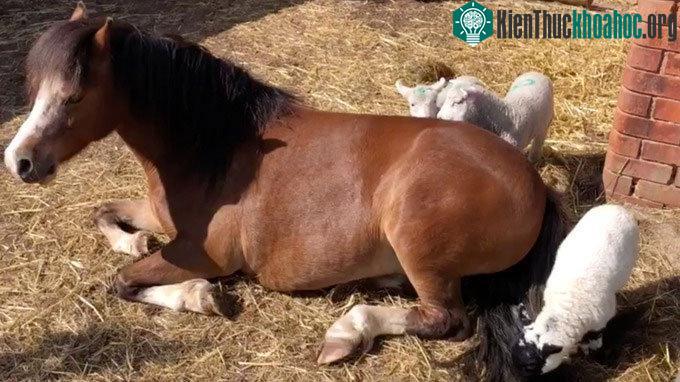 Ba chú cừu được đưa vào chuồng ngựa ở với Heidi.