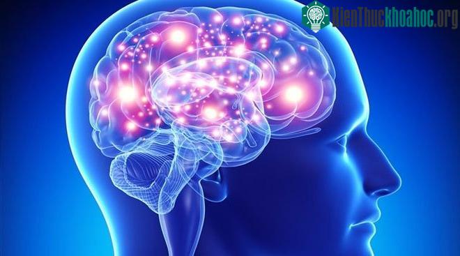 Phát hiện lần này của các nhà khoa học có thể mở ra những phương pháp điều trị stress mới trong tương lai. (Ảnh: UT Dallas).