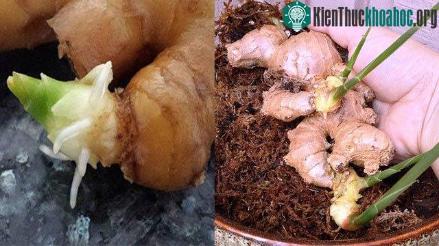 Gừng mọc mầm và bị dập, thối