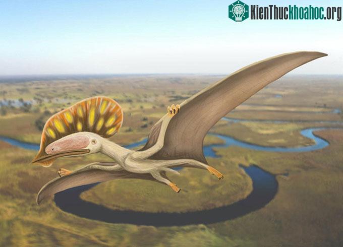 Hình ảnh phục dựng của thằn lằn ngón cánh Wightia decivirostris.