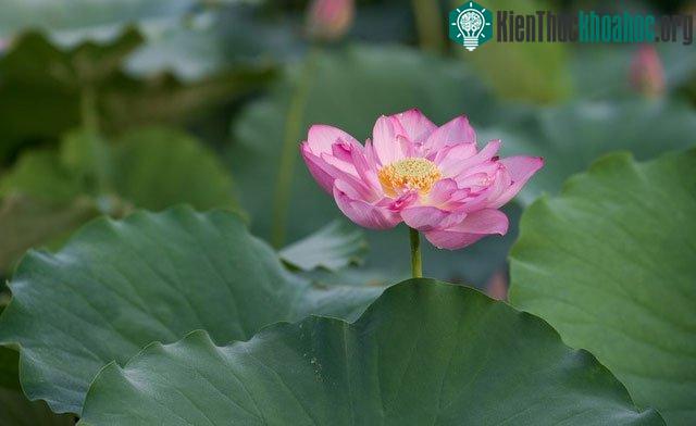 Sen bãi đá sông Hồng nổi tiếng với búp sen to, cánh sen hồng đậm căng tràn sức sống.