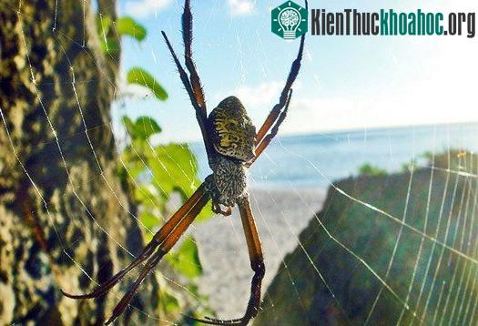 Đảo nhện Guam, Thái Bình Dương.