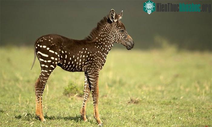 Bất ngờ với chú ngựa vằn đốm đầu tiên trên thế giới ảnh 1