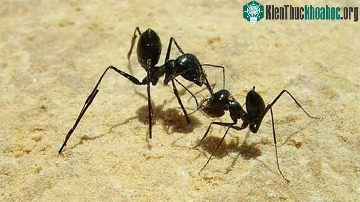 Kiến có khả năng đếm bước chân để về đúng tổ của mình.