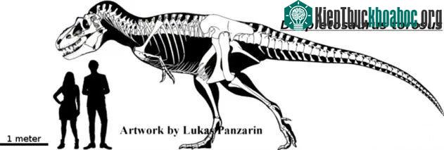Khủng long bạo chúa Tyrannosaurus dựa vào giác quan thứ sáu để "yêu"? ảnh 1