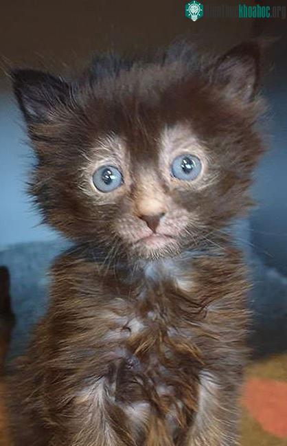 Vẻ ngoài của một chú mèo Lykoi nhỏ