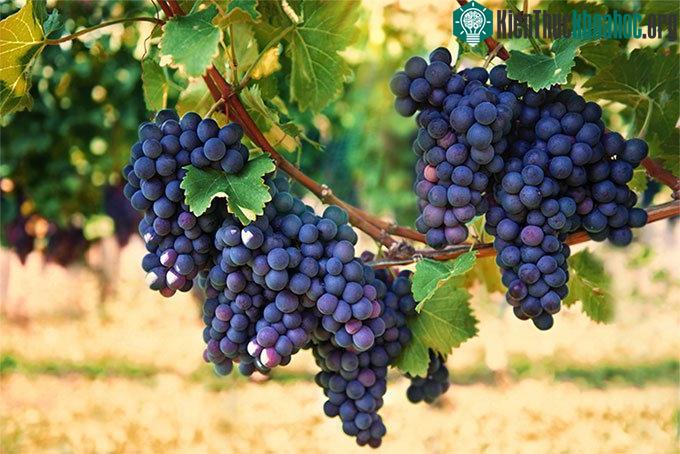 Nho tím giàu anthocyanin và flavonoid.